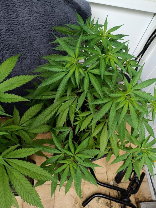 OUTDOOR GROWBOX 1 (5.+5.1+6.+7). Week 16