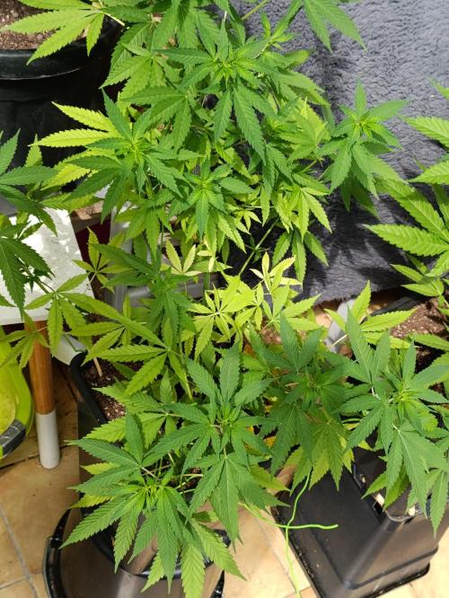 OUTDOOR GROWBOX 1 (5.+5.1+6.+7). Week 16 - 6. "Tiny Tom"