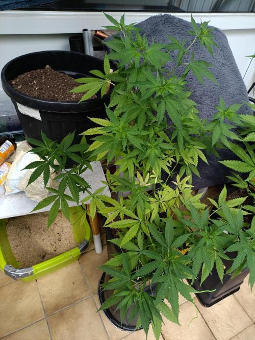 OUTDOOR GROWBOX 1 (5.+5.1+6.+7). Week 16