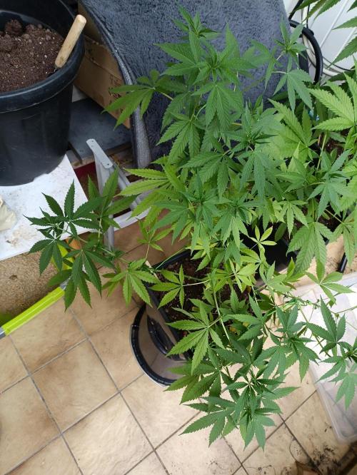OUTDOOR GROWBOX 1 (5.+5.1+6.+7). Week 16