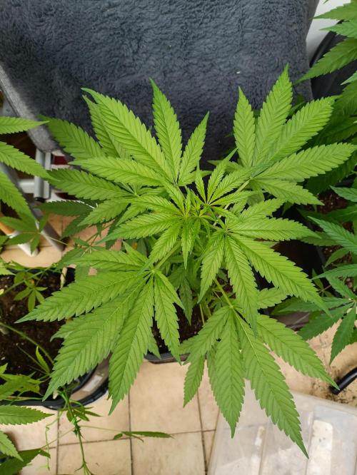 OUTDOOR GROWBOX 1 (5.+5.1+6.+7). Week 16 - 7. "Calimaltefornia"