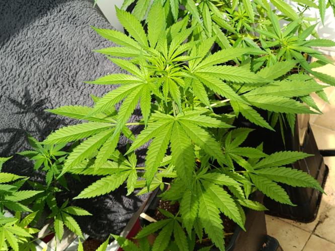 OUTDOOR GROWBOX 1 (5.+5.1+6.+7). Week 16