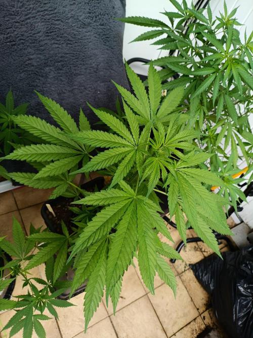 OUTDOOR GROWBOX 1 (5.+5.1+6.+7). Week 16