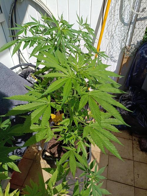 OUTDOOR GROWBOX 1 (5.+5.1+6.+7). Week 16