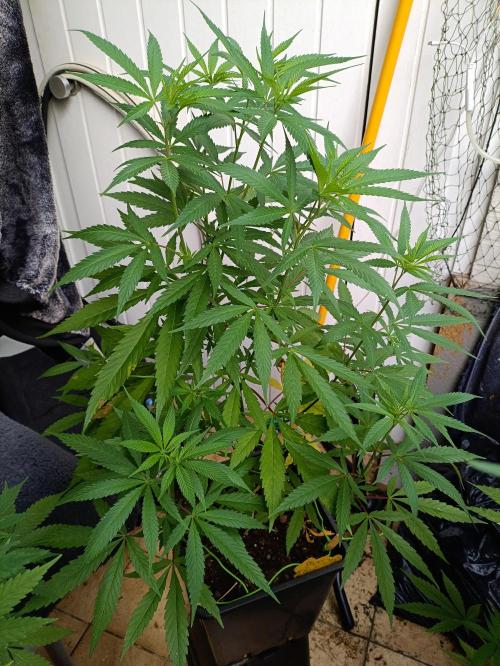 OUTDOOR GROWBOX 1 (5.+5.1+6.+7). Week 18