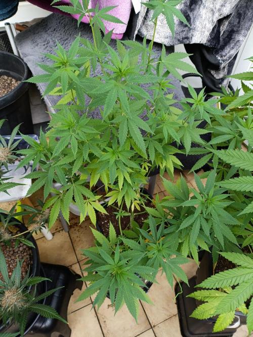 OUTDOOR GROWBOX 1 (5.+5.1+6.+7). Week 18