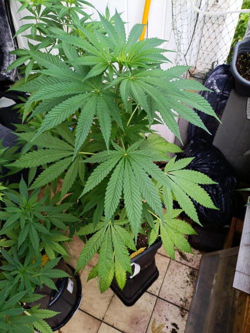 OUTDOOR GROWBOX 1 (5.+5.1+6.+7). Week 18