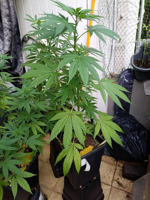 OUTDOOR GROWBOX 1 (5.+5.1+6.+7). Week 18
