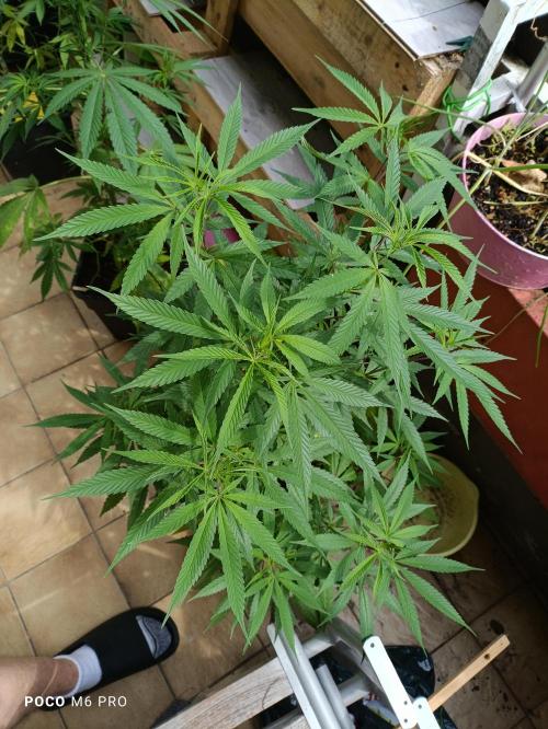 OUTDOOR GROWBOX 1 (5.+5.1+6.+7). Week 19 - Father and...