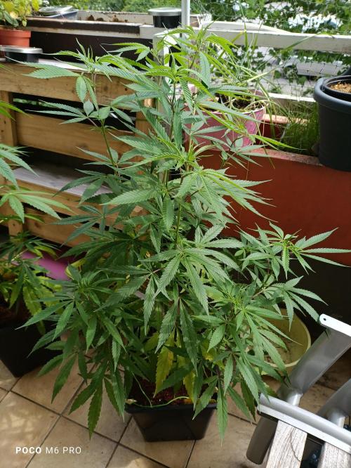 OUTDOOR GROWBOX 1 (5.+5.1+6.+7). Week 19 - ...