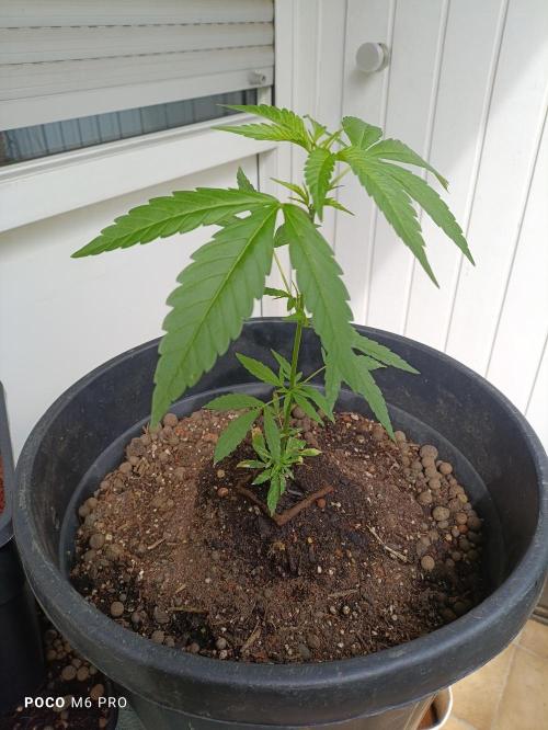OUTDOOR GROWBOX 1 (5.+5.1+6.+7). Week 19 - ...daughter!!