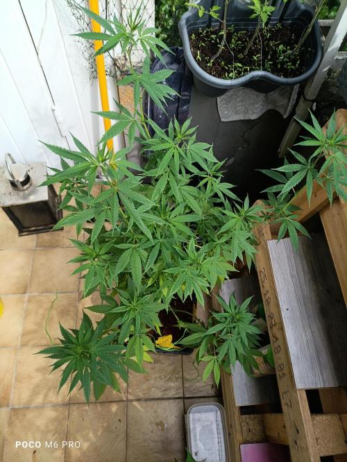 OUTDOOR GROWBOX 1 (5.+5.1+6.+7). Week 19