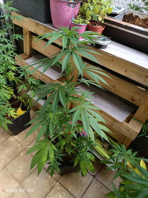 OUTDOOR GROWBOX 1 (5.+5.1+6.+7). Week 19