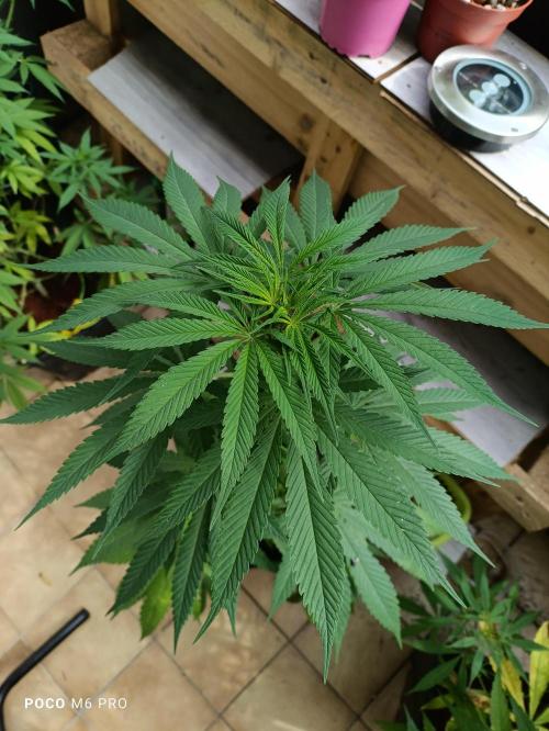 OUTDOOR GROWBOX 1 (5.+5.1+6.+7). Week 19