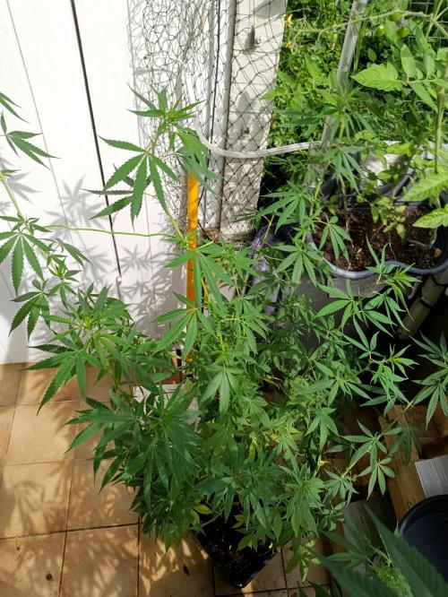 OUTDOOR GROWBOX 1 (5.+5.1+6.+7). Week 22
