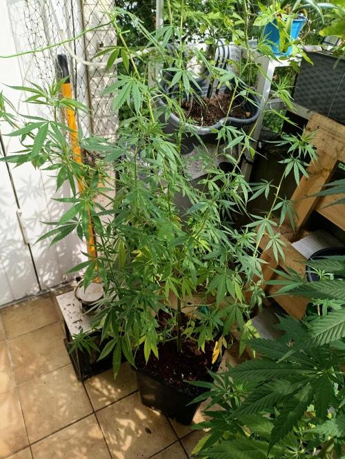 OUTDOOR GROWBOX 1 (5.+5.1+6.+7). Week 22