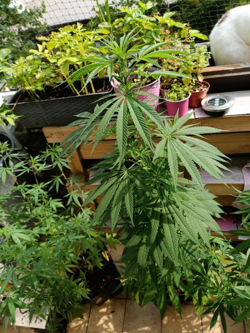 OUTDOOR GROWBOX 1 (5.+5.1+6.+7). Week 22