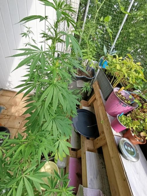 OUTDOOR GROWBOX 1 (5.+5.1+6.+7). Week 22