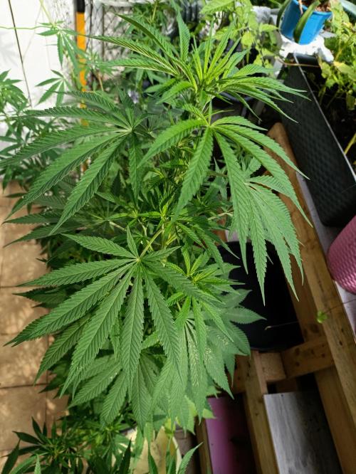 OUTDOOR GROWBOX 1 (5.+5.1+6.+7). Week 22