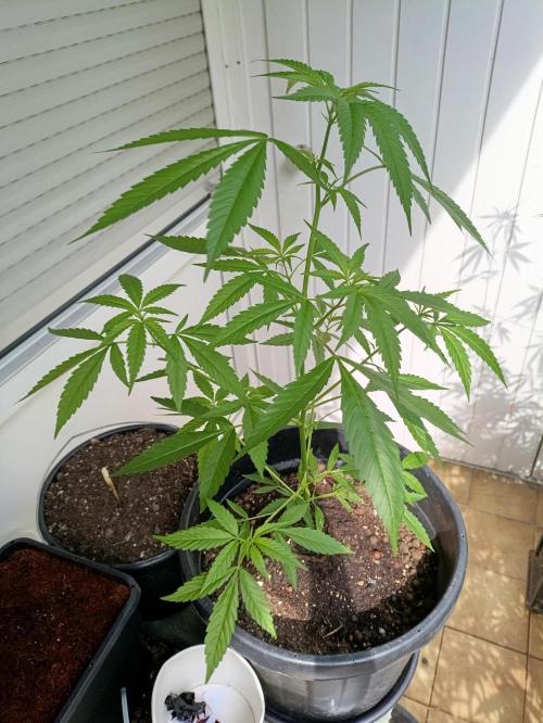 OUTDOOR GROWBOX 1 (5.+5.1+6.+7). Week 22