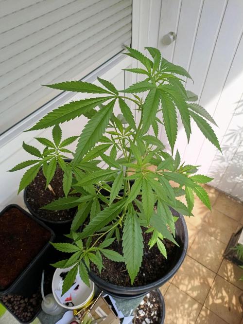 OUTDOOR GROWBOX 1 (5.+5.1+6.+7). Week 22