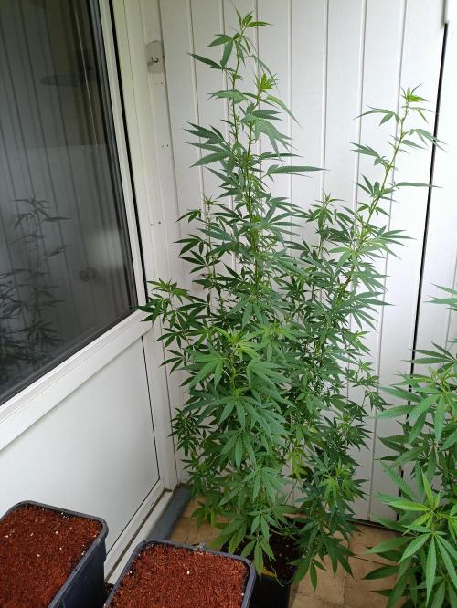 OUTDOOR GROWBOX 1 (5.+5.1+6.+7). Week 24