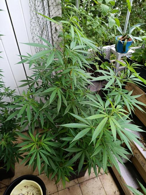 OUTDOOR GROWBOX 1 (5.+5.1+6.+7). Week 24
