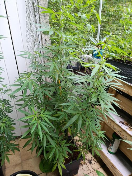 OUTDOOR GROWBOX 1 (5.+5.1+6.+7). Week 24