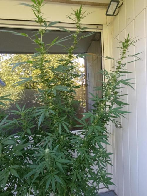 OUTDOOR GROWBOX 1 (5.+5.1+6.+7). Week 28