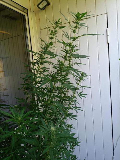 OUTDOOR GROWBOX 1 (5.+5.1+6.+7). Week 28