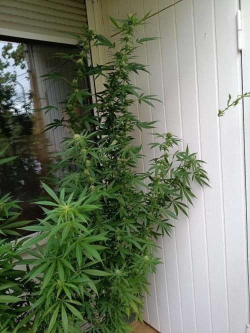 OUTDOOR GROWBOX 1 (5.+5.1+6.+7). Week 29