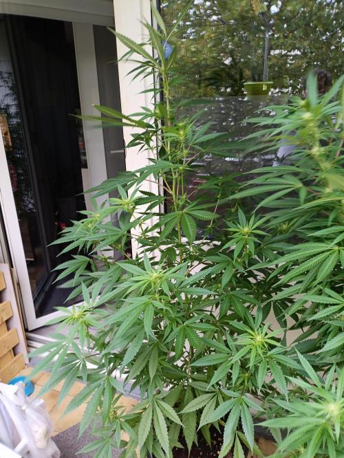 OUTDOOR GROWBOX 1 (5.+5.1+6.+7). Week 29
