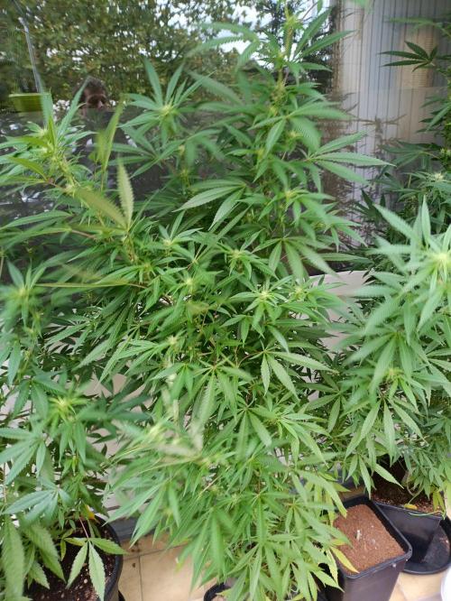 OUTDOOR GROWBOX 1 (5.+5.1+6.+7). Week 29 - Lol...wo bin ich? Hahaha