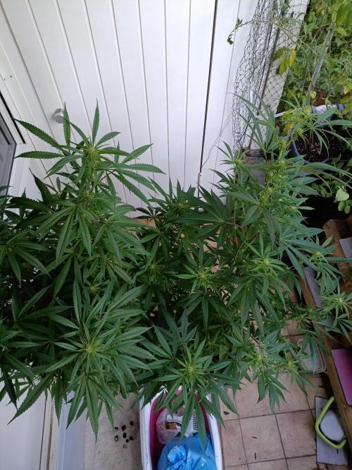 OUTDOOR GROWBOX 1 (5.+5.1+6.+7). Week 30 - Wo. 30 -             Mutter und Tochter