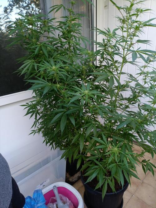 OUTDOOR GROWBOX 1 (5.+5.1+6.+7). Week 30