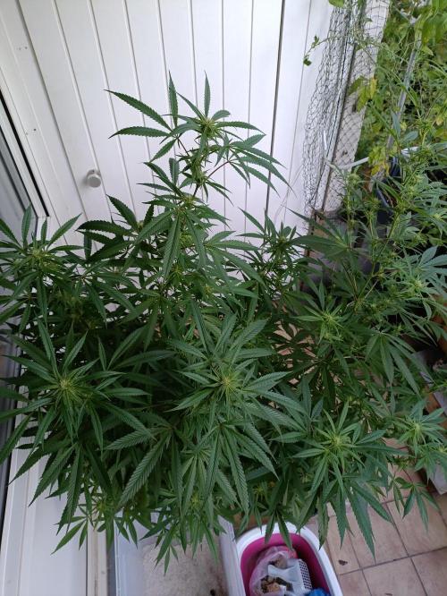 OUTDOOR GROWBOX 1 (5.+5.1+6.+7). Week 30