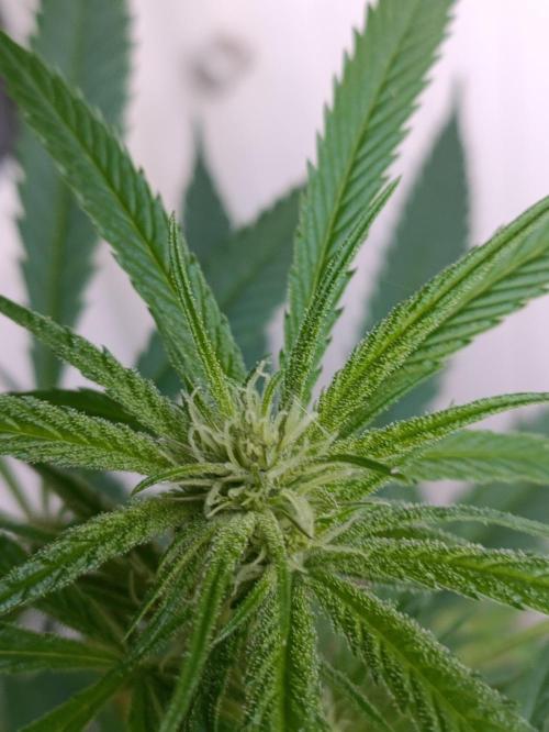 OUTDOOR GROWBOX 1 (5.+5.1+6.+7). Week 30