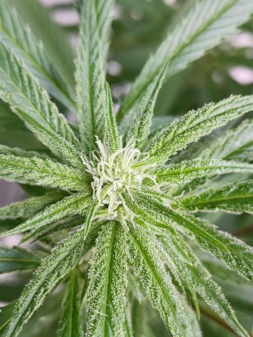 OUTDOOR GROWBOX 1 (5.+5.1+6.+7). Week 30