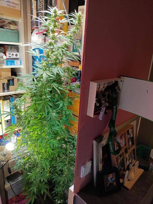 OUTDOOR GROWBOX 1 (5.+5.1+6.+7). Week 30 - "Tiny Tom" musste umziehen...die hätte die Herbststürme auf'm Balkon gefühlt nicht überlebt!!! 