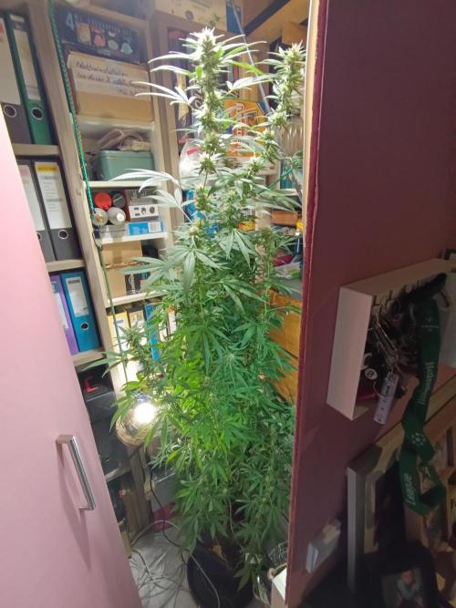 OUTDOOR GROWBOX 1 (5.+5.1+6.+7). Week 30 - - Wo. 30