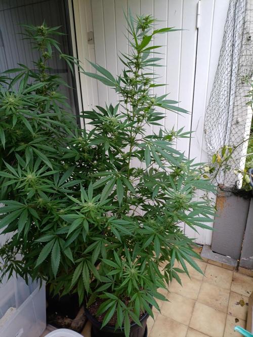 OUTDOOR GROWBOX 1 (5.+5.1+6.+7). Week 30