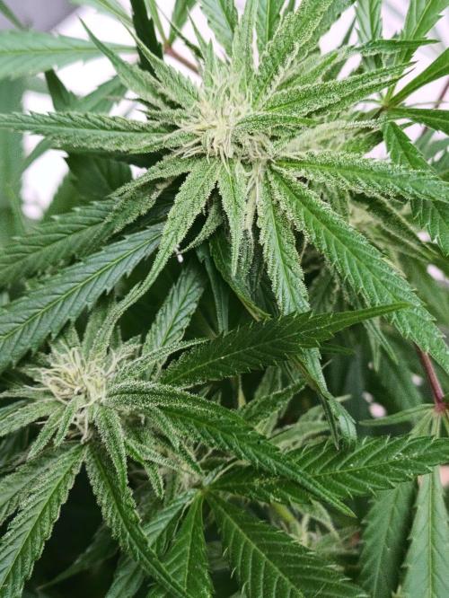 OUTDOOR GROWBOX 1 (5.+5.1+6.+7). Week 30