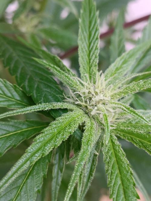 OUTDOOR GROWBOX 1 (5.+5.1+6.+7). Week 30