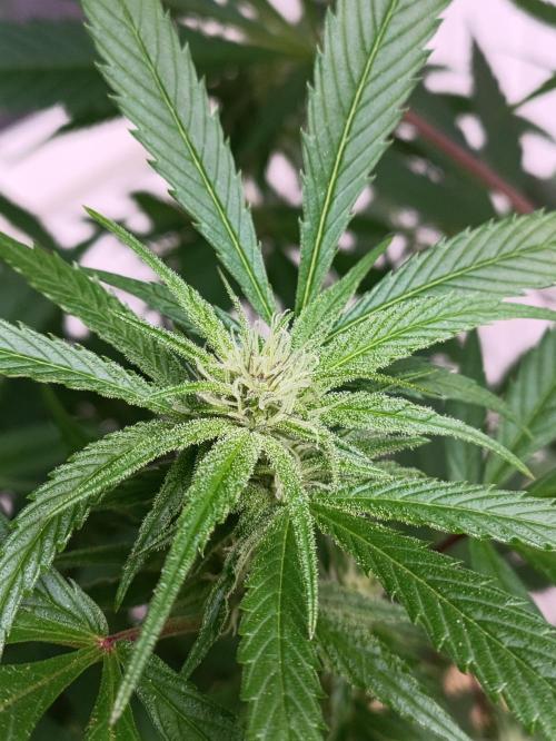 OUTDOOR GROWBOX 1 (5.+5.1+6.+7). Week 30