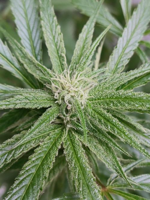 OUTDOOR GROWBOX 1 (5.+5.1+6.+7). Week 30