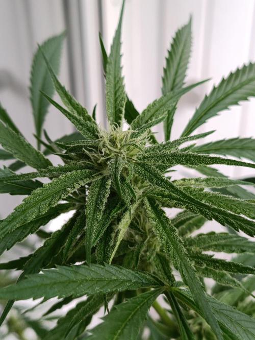 OUTDOOR GROWBOX 1 (5.+5.1+6.+7). Week 30