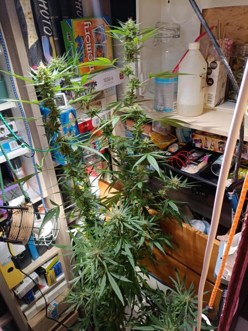 OUTDOOR GROWBOX 1 (5.+5.1+6.+7). Week 30