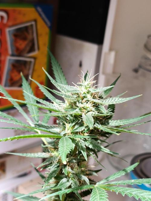 OUTDOOR GROWBOX 1 (5.+5.1+6.+7). Week 30