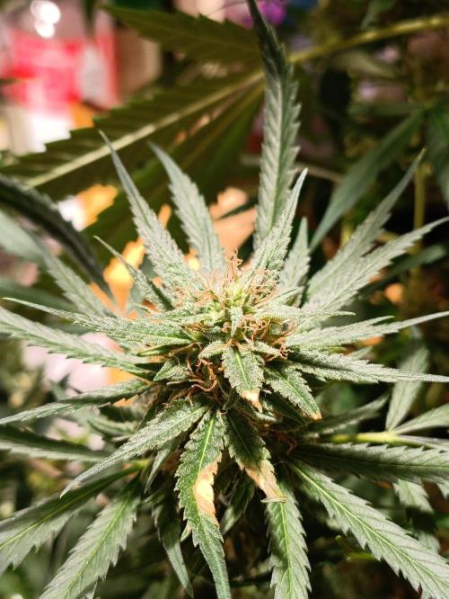 OUTDOOR GROWBOX 1 (5.+5.1+6.+7). Week 30