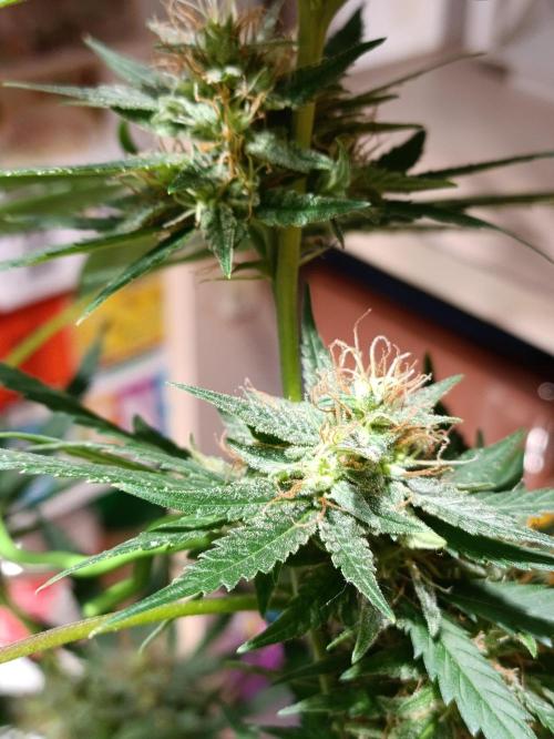 OUTDOOR GROWBOX 1 (5.+5.1+6.+7). Week 30